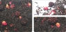 Чай TEA-CO "Королевский" чёрный цейлонский с добавками, элитный цветочно ягодный 250 г